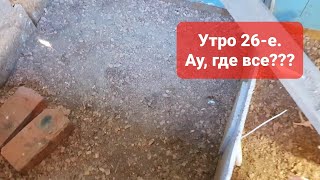 Утро 26-е. Выращивание бройлеров росс 308. Напольное содержание бройлера - это ад... или нет?