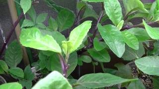 Gynura Procumbens (Longevity Spinach)