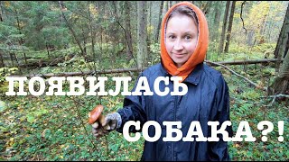 #111. Прогулка в лес. Нашлась собака. Осушаем куриное болото. [Жизнь на своей земле]