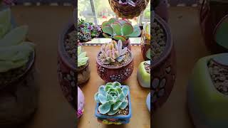 Satisfying Succulent Diy #25