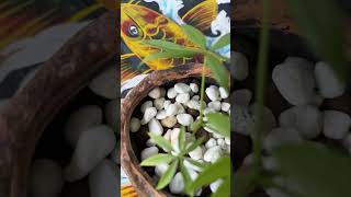 #shortvideo2024 #moneyplant #pachira  #fengshuiplants