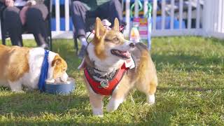 Corgi Cup Race - Maryland 5 Star 2024 promo (Get tickets!)