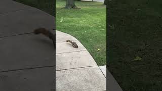 Walnut the Squirrel 🐿️ stops by