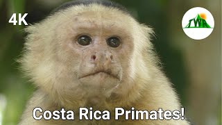 The Primates Of Costa Rica Part 1: Adorable Capuchins and Squirrel Monkeys!  (4K)