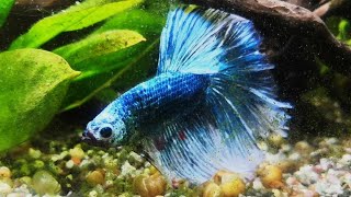 ASMR | Betta splendens | Zvuky vody | Relax