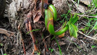 bonsai kelapa langka seperti ular #shorts #kelapabonsai