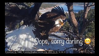 Mating “request” accepted 🦅❣️🦅 And a HUGE stick (+ landing) 😬 Sorry Shad ❗️December 16/2022