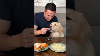 Taste Test: dog food vs the real ingredients #spotandtangopartner