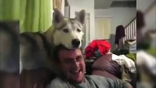 Funny Husky | Fun Huskies - Issue # 28/Смешные хаски | Приколы про хаски — Выпуск #28