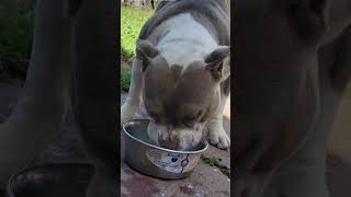 YumYumYum😋🤣 #americanbully #shortvideo #pitbull #shorts