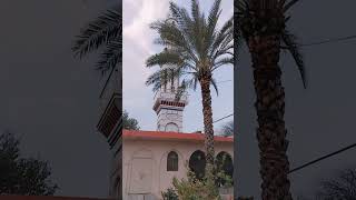 beautiful sight of minar and date palms #masjid