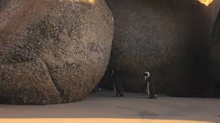 African Penguins Walking in Between Boulders | True Nature |