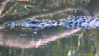 Crocodile swimming | Kakra crocodile trail park | Khatima | Uttarakhand