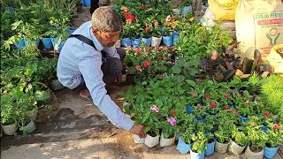 Galiff Street Plants Market In Kolkata | Most Popular Pet Market