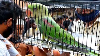 Alexandrine Parakeet  | Alexander  Parrot মিরপুর-১ পাখির হাটে  | হাজারও পাখির মাঝে সেরা পাখি |