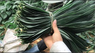 New - Today, Cuc Lee and everyone went to pick wild bamboo leaves