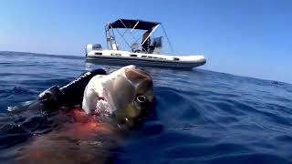 SPEARFISHING - Summer Vibes - 5Kg Grouper/9Kg Amberjack