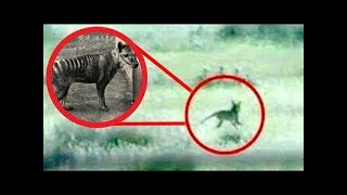 Animals That Went Extinct In The Last 100 Years!