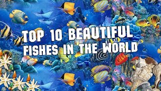 Top 10 Beautiful Fishes in the World | Xplore the Amazing World | Beautiful Fishes | Fishes