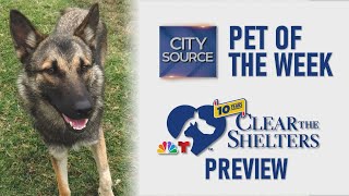 Pet of the Week 7/19/24