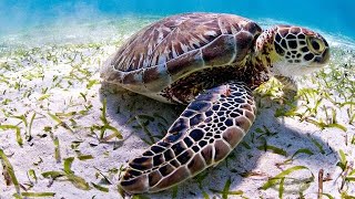 Enigmatic Deep Sea Turtles | Did You Know