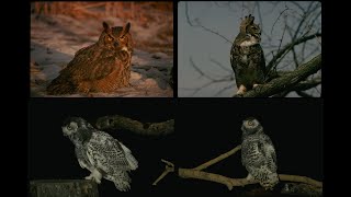 75039 Owls SSTV PD120