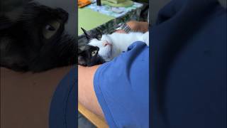 Until I found you | best cat dad 😹lustige Katzenvideos 😻 #shorts #cats