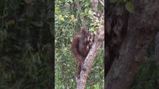 My first Wild Orangutan (1)