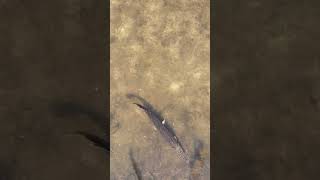 Drone view of a pretty big gator gar