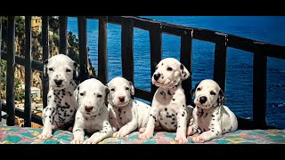 Dalmatian puppies 4 weeks old :D sweet as honey