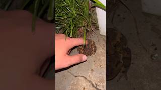 Goofy #herping #outdoors #toad #amphibians #shorts