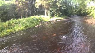 Short line Nymphing on the Calder for brown trout