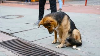 Каждый день собака бросала взгляд в открытую канализационную трубу.