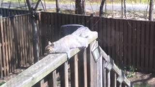 Squirrel getting some rays!