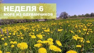 Неделя 6. Огород среди моря одуванчиков