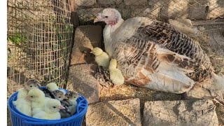 Cute Turkey Chicks