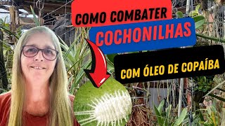 😡 COMO COMBATER COCHONILHAS, PULGÃO,LAGARTAS,E OUTROS INSETOS,DE SUA ORQUÍDEA DE FORMA NATURAL