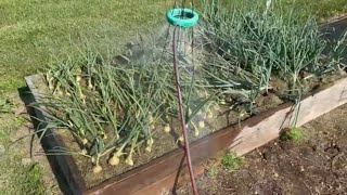 Garden update on the homestead using landscape fabric. Deer have invaded | Belted Galloway Homestead