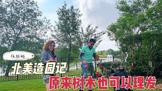 vlog北美造园记：春季树木修剪trim必修课，原来树木也可以理发