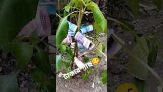 টাকার গাছ💰💴 বুদ্ধি থাকলে উপায় হয়😋 #money #moneytree #fun #funnyvideo  #trendingshorts #viralshorts