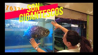 MERCADO DE PECES GIGANTES EN TAILANDIA😱🐟🐠🐡