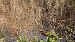 Tiger kills sambhar deer and swims to her prey at Corbett- Dec 2021