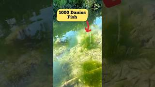 Underwater, Fish, Nature, Assam Beauty🥰🔥 #fish #underwater #fishing #danios #nature #rivers #viral