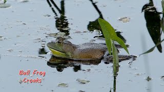 Bull Frog Croaking, Petrie Island