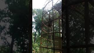 Monkey making funny sounds