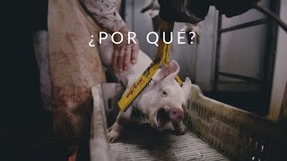 MIRA LO QUE LE HACEN A ESTOS ANIMALES