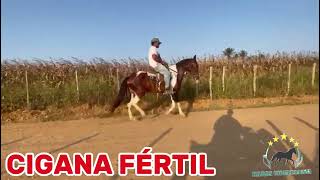 CIGANA FÉRTIL #mangalargamachador/#mangalargadobrasil/#mangalargadeelite/#viral_video