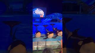 Orca encounter at SeaWorld Orlando @#shorts @#dolphin @#seal @#orca @#short