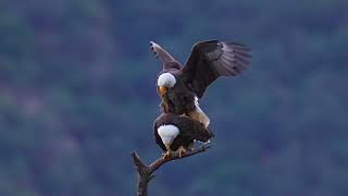 Magnificent bald eagle- Love talk before love making #wildlife #eagles #love #birdofprey #birds