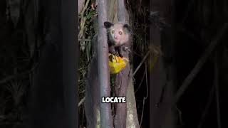 Aye-Aye Monkey #monkey #wildlife #animals #nature